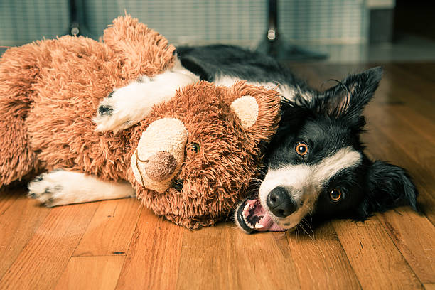 Teddy Bear Dog Is Crucial To Your Business. Learn Why!