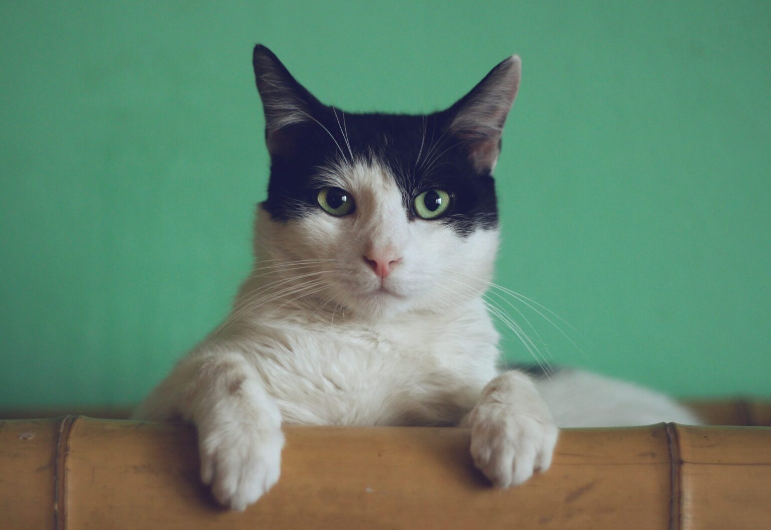 Cute cats