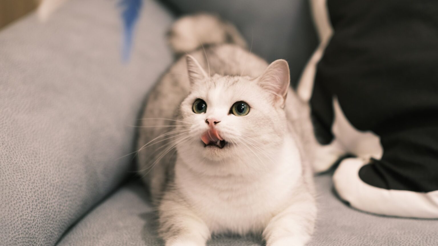 9 Ridiculous Rules About MUNCHKIN CAT You Never Knew Before MUNCHKIN CAT
