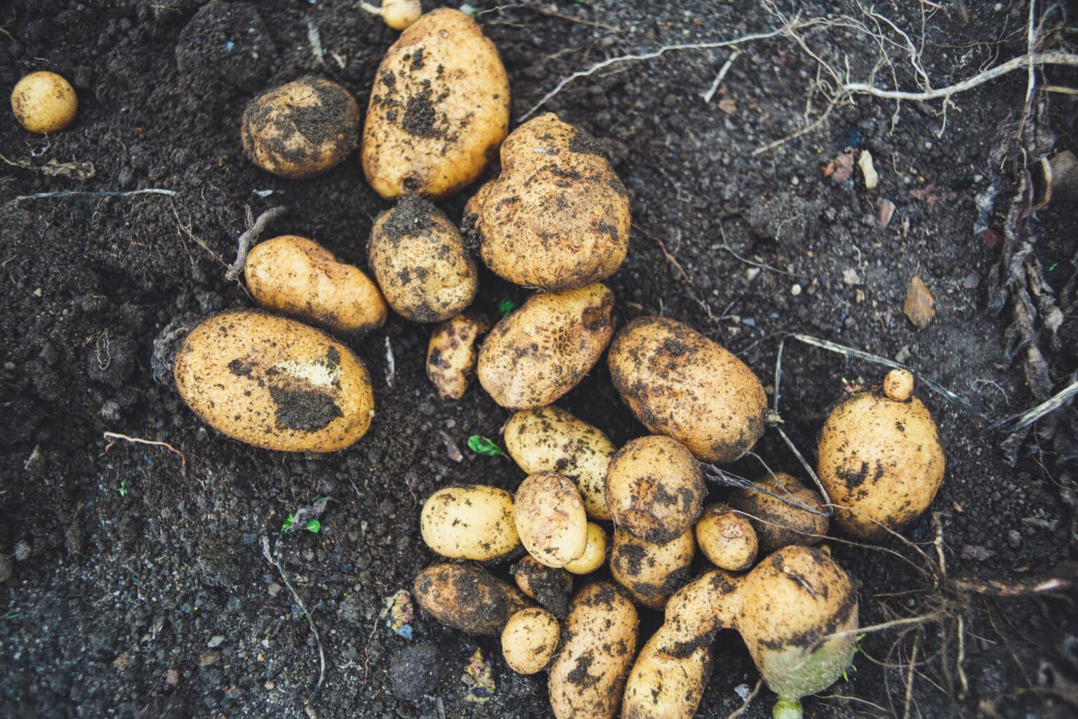 OMG! Best Ever Are Potatoes Vegetables Tips You Will Read This Year Are Potatoes Vegetables