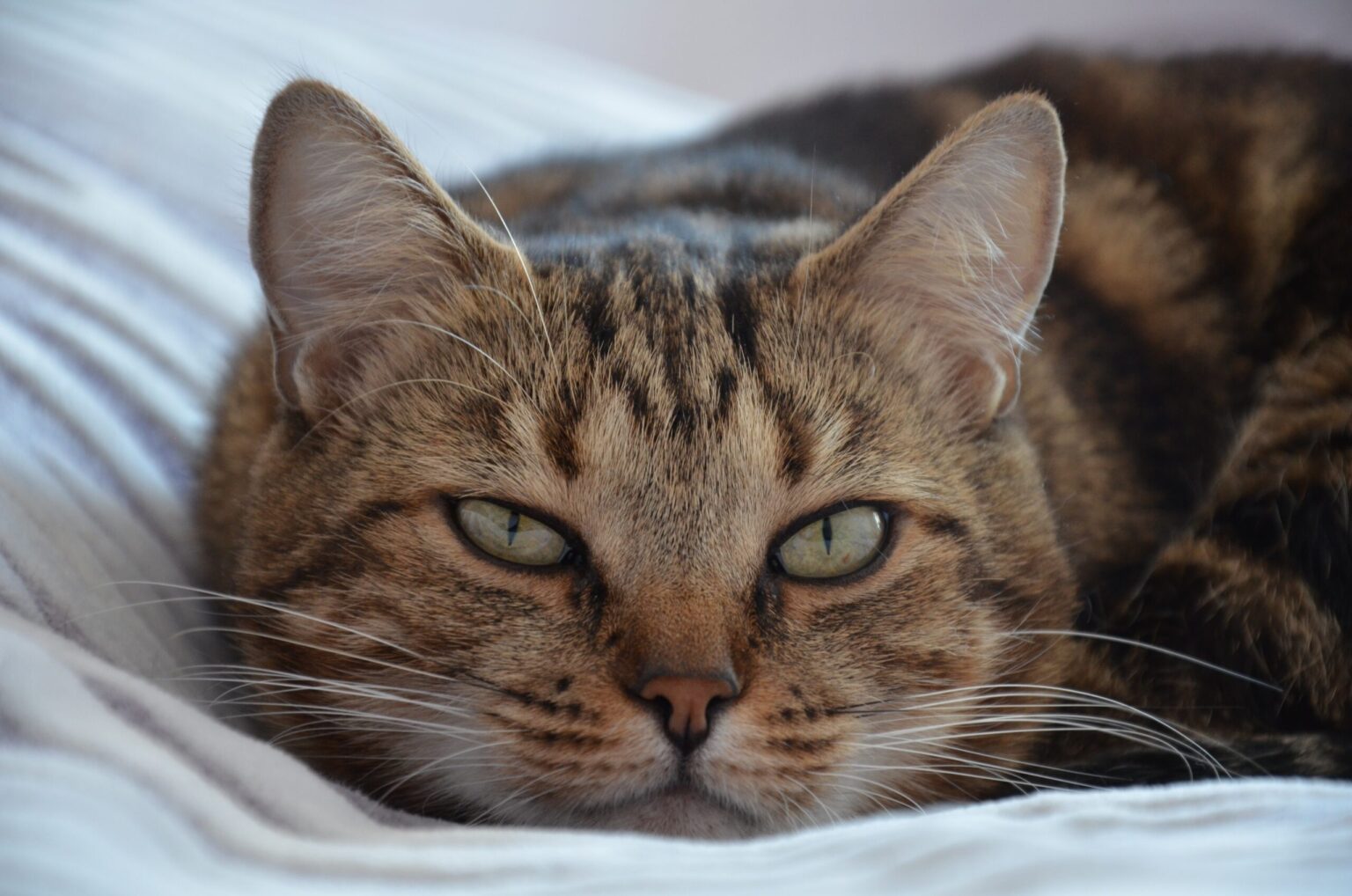 The 10 Best Things About Fat Cats Fat Cats