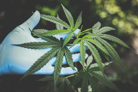 Cannabis Uncovered: A Deep Dive from Plant Science to Human Impact